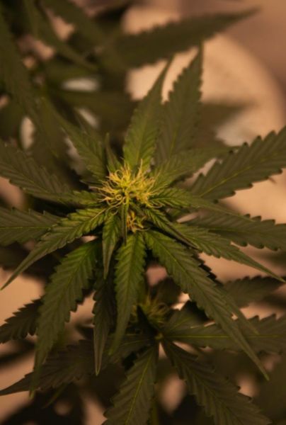 Cannabis evitaría que Covid-19 entre al cuerpo humano, revela estudio