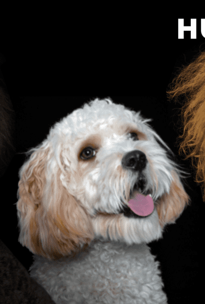 Hugo Boss lanzará la línea de ropa y accesorios para perros