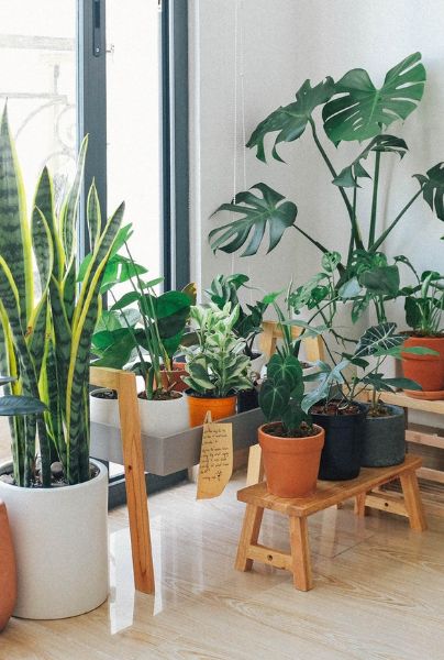 Plantas de interior que te ayudarán a mantener tu casa fresca.
