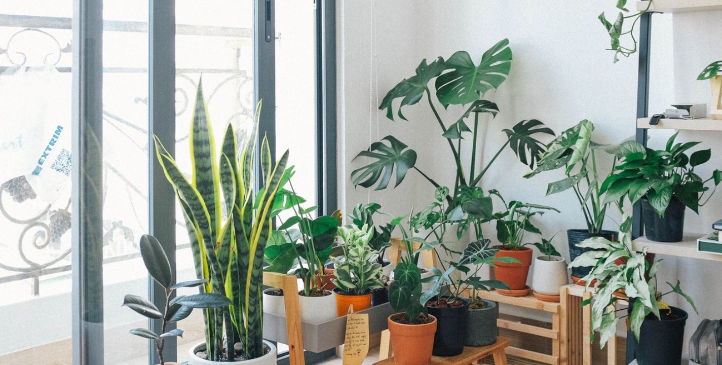Plantas de interior que te ayudarán a mantener tu casa fresca.